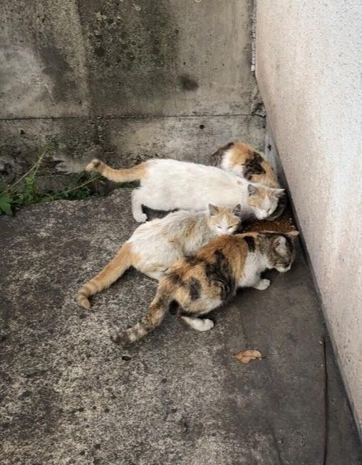 扇島など臨海工業地帯で暮らしていた野良猫たち。順次保護されているという（「幸 アニマルサポート」さん提供）