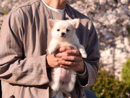 お迎えしたのは桜の季節でした（画像提供：チワワのこむぎさん）