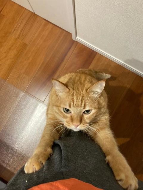 お仕事に行かせないニャ、出勤前に心が折れそうな愛猫の行動が話題　「きゃーかわいすぎる！」