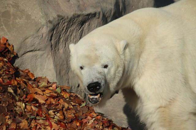 ホッキョクグマに「落ち葉プール」あげたらどうなる！？ 飛び跳ねて喜ぶかと思いきや…国内最高齢32歳が見せた慎重さと無邪気さ