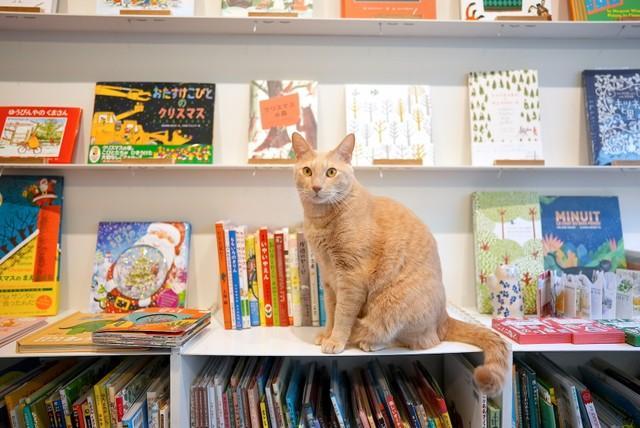 「どんな絵本をお探しかにゃ？」素敵な絵本との出会いをお手伝い…「絵本と猫に癒される」と評判の小さな本屋さん
