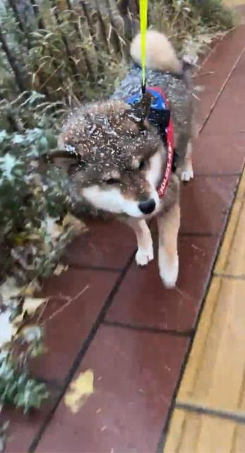 「かわいい鈴カステラが歩いてますね～」お散歩中の柴犬さんの頭に粉雪が！美味しそう～