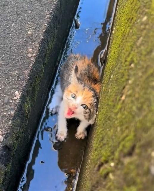 「体重は4倍になりました」側溝で鳴いていた子猫を保護、2カ月後…美猫に成長！ビフォーアフター写真が話題に