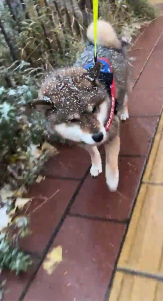 何とも可愛らしい「鈴カステラ」（画像提供：柴犬芸人|あずはなさん）