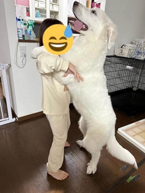 「あっちゅう間に…」生後5カ月が8歳女児を頭ひとつリード、犬との背比べが話題　「でかい犬はいいなぁ」