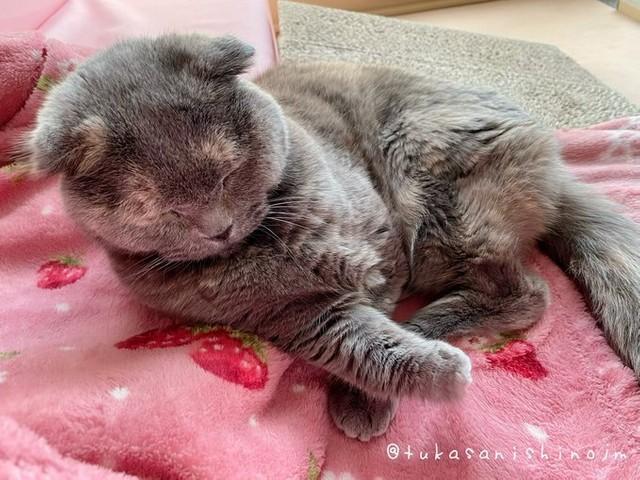 亡き愛猫をAIイラストメーカーで変換→まさかの胸毛おじさんに転生！「色っぽいショーン・コネリー」