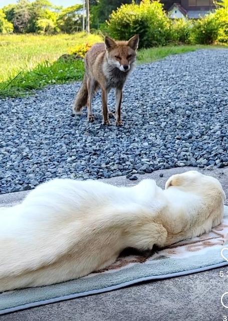 目の見えない犬と野ギツネの絆… さよならのドラマに「2匹だけの約束があったのかもしれない」SNSが感動の涙