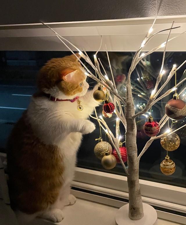 小さな光が灯るクリスマスツリーに手を添える猫さんが可愛すぎると話題になった（提供写真）