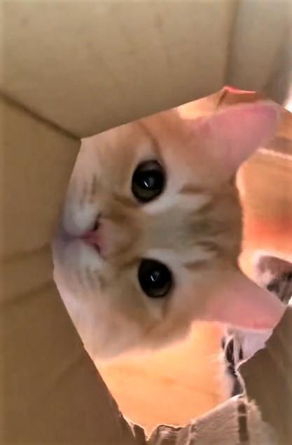順番に穴をのぞき込む子猫たち「お鼻ヒクヒクが可愛い」ドアップ動画が260万回再生！「めっちゃ眼福です」