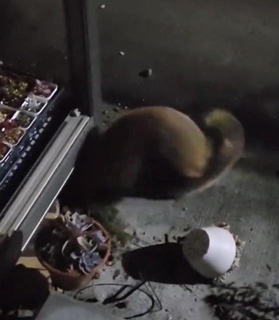 「ウウゥ～！」夜、縁の下から鳴り響くうなり声　現れた2頭に「アンタたちうるさいわよ！」→家主の一喝から予想外の行動に