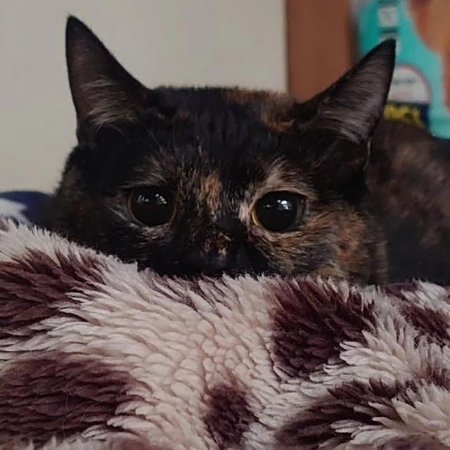 ペットロスで泣き暮らしていたとき、「育児放棄」されたサビ猫と運命の出会い　神経質なツンデレぶりに飼い主もすっかり虜