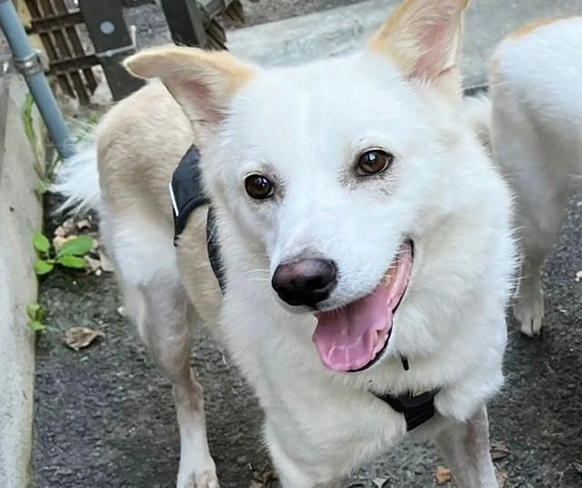 真っ白の毛並みがかわいいオスの保護犬・アンゴレ