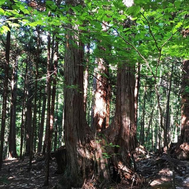 木材利用だけではなく、様々な用途が見つかっている木曽檜