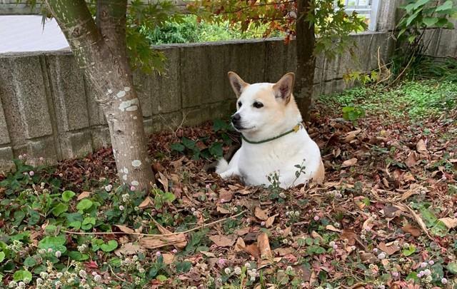 どう見ても埋まっている犬＝けもさん（@sokonron）提供