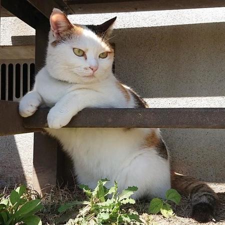 母屋から畑の視察をするミー子ちゃん。「どれどれ今年の生育具合はどうかにゃ？」