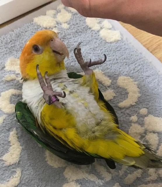 上手く腕に止まれないインコ　心配になって病院に連れて行った→獣医師「優しい子ですね」　衝撃の診断結果にSNSほっこり