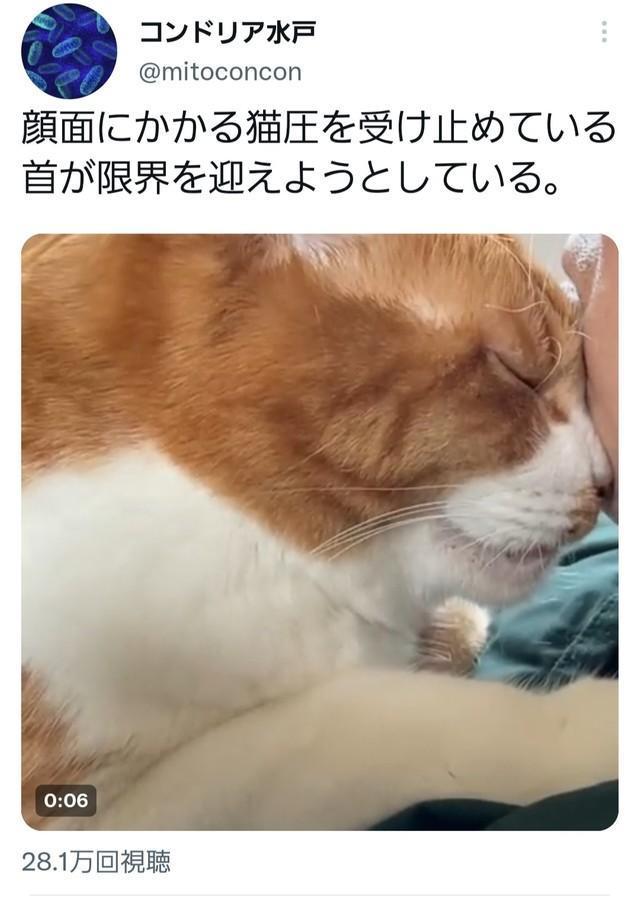 見よ、この「猫圧」！（コンドリア水戸さん提供）