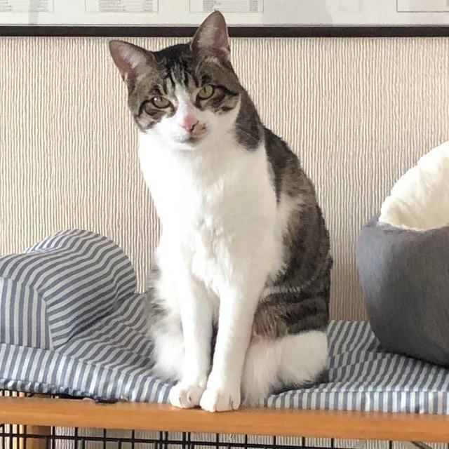 母猫の教えを守って…人間には「フー！シャー！」ばかり　「抱っこできない」子猫が、心を開き家族になるまで