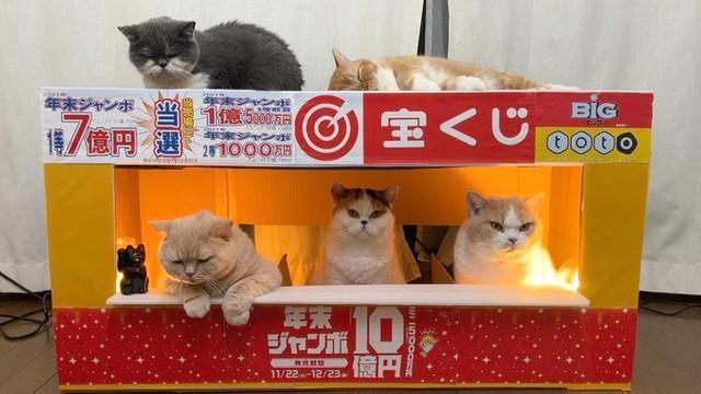 「金運が上がる写真！？」宝くじ売り場で働く猫たちが話題　「招き猫」「ものすごくご利益ありそう」