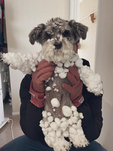 新しいデザインの服？雪遊びした愛犬がまるで別犬のような姿に