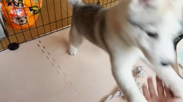 お手を両手でしちゃうハスキー子犬　可愛すぎる動画が話題「おっきくなったら全力ダイブ」「一生懸命やってる」