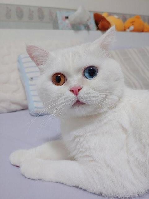 オッドアイの猫　出会いは里親探しアプリ→区庁に届け出　韓国・ソウルの保護猫事情
