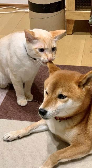 「カプッ！」柴犬の耳をかじる猫の衝撃写真が話題　「お腹すいてる？」「チュ～ルじゃないよ」この後、どうなった？