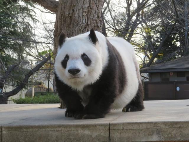 高さのある櫓に登ったタンタン。気持ち良さそうです（画像は王子動物園公式ツイッターから）