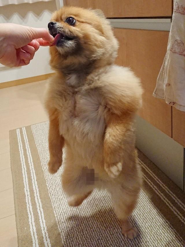 興奮して片脚が浮いているポチくん＝ぴよりんオブジョイトイさん（@harepiyopiyo）提供