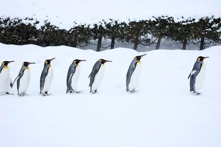 ペンギンの行進。雪道を歩くお手本です（kiyopayo/stock.adobe.com)