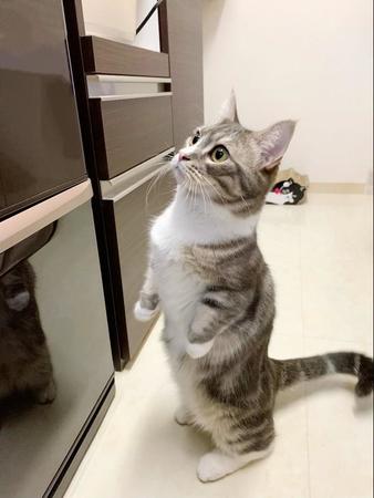 冷蔵庫の前で悩むわらびくん＝しずわらひなたさん（@shizuwarahinata）提供