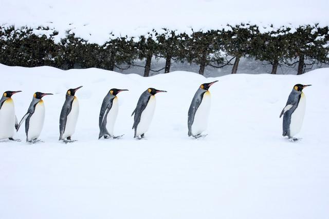 国土交通省が指南「雪道はペンギン歩き　歩幅は小さく靴の裏全体で着地してよちよち歩きを」