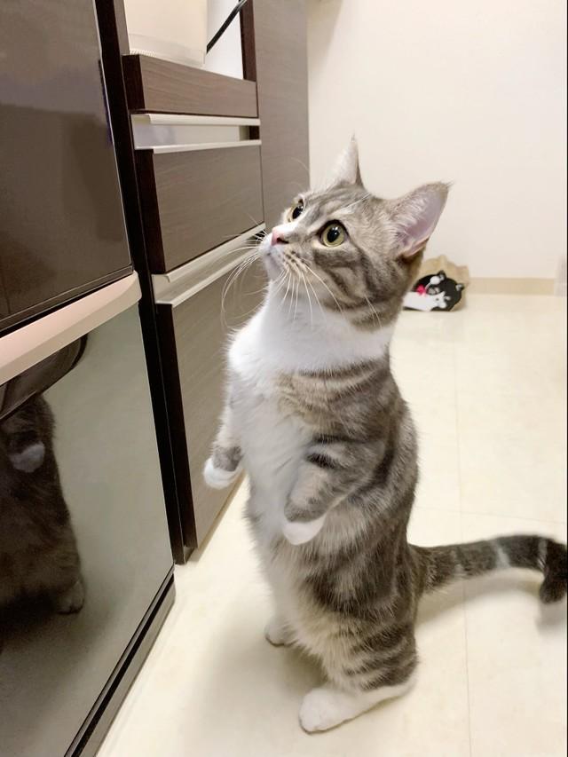 冷蔵庫の前で悩むわらびくん＝しずわらひなたさん（@shizuwarahinata）提供