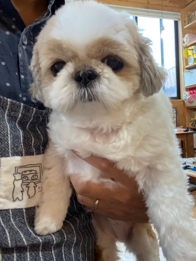 垂れ目が可愛いおすしちゃん＝小谷&名犬おすし号さん（@bushidojodo）提供