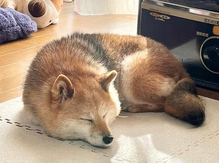 寝ている柴犬さんがキツネみたいと話題に（NAHOKOさん提供）