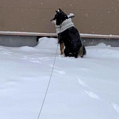 「今も待ち続ける犬」「高齢の母に合わせゆっくり」「テレビに映った親友を目で追う」【2022年話題になった優しい犬】