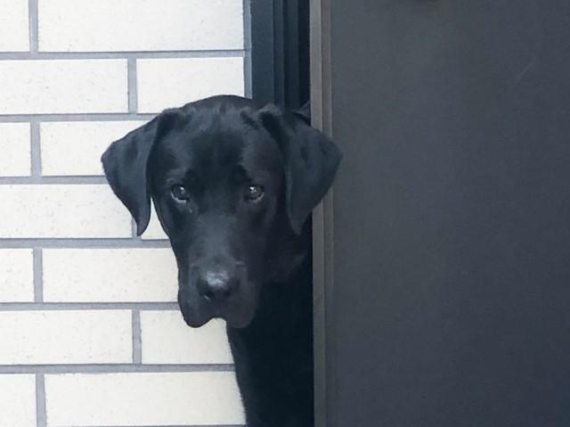 ドッグランで大怪我をさせてしまった黒ラブ　ふさぎこむ毎日に飼い主「早く私の怪我のことを忘れて」