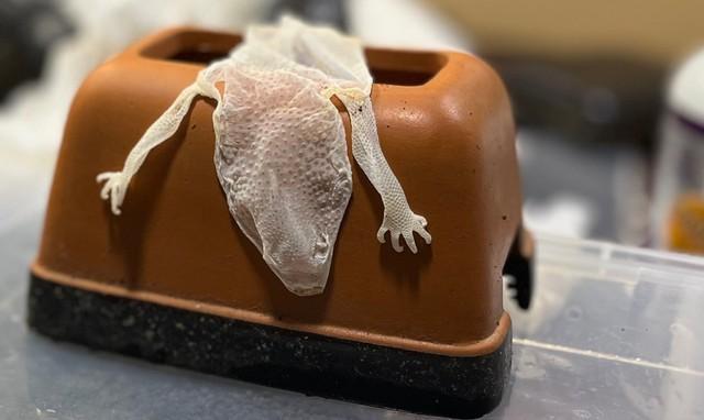 指先までキレイに脱皮しています（画像提供：NIKORUさん）