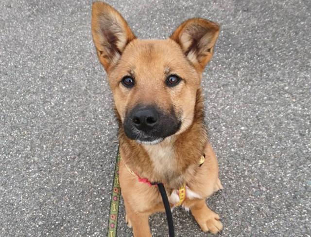 「身ごもで保護された犬」から生まれた子犬　いまでは国際救助犬を目指し、訓練する毎日