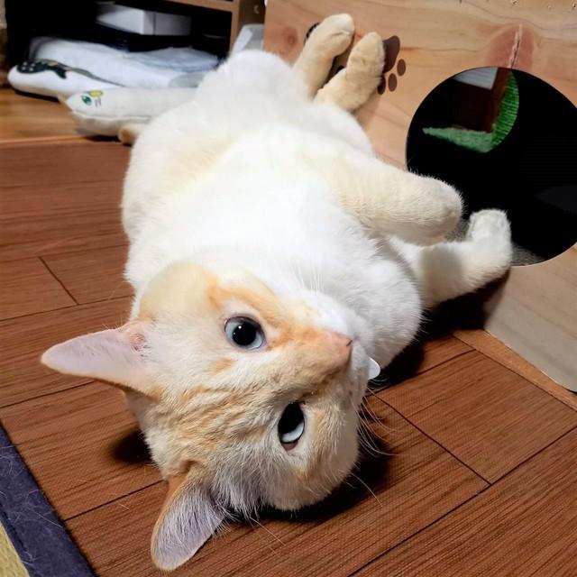 異世界転生を果たしたビッグチャンスくん。前世では生後3カ月ほどの子猫と共に行動をしていました