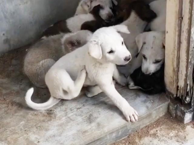 日本人移住者が見たバリ島のペット事情　捨て犬の悲しい現実「どれだけ保護しても追いつかない」