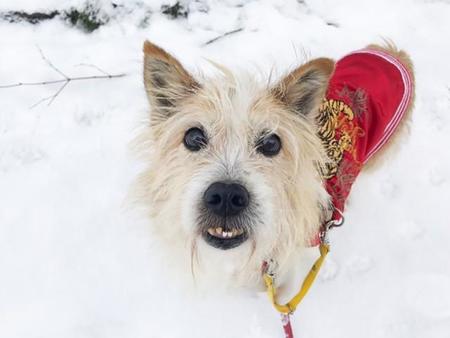 ピースワンコの施設の看板犬的存在だった保護犬・オウジ