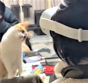 「人類の技術に苦しむ猫」首を直角にかしげる姿に爆笑　「いったい何してるにゃりか？」「首がもげそう」