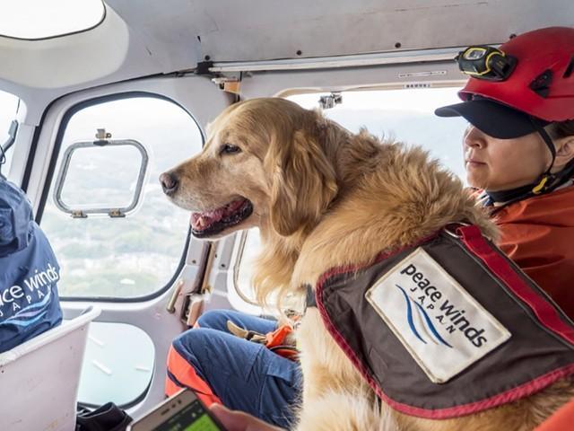 保護犬から災害救助犬へ、広島土砂災害では生存者を発見　多くの被災地に出動する頼もしい存在