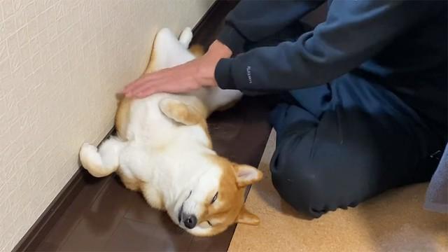 「なでなで幸せすぎて白目に」なる柴犬　真っ白なお腹見せてヘソ天「無防備過ぎる」「可愛すぎるのも罪」