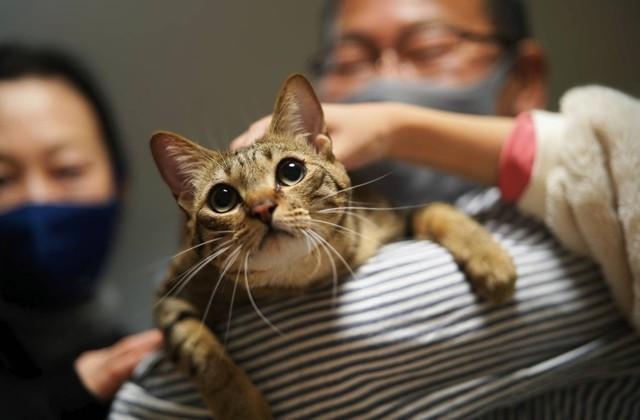 阪神タイガース専属トレーナーの一家が迎えた元保護猫、プロのマッサージの気持ち良さを知り、表情が穏やかに