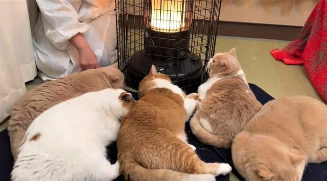 「大渋滞を引き起こすストーブ」周りに集まるモフモフ猫たちが話題 「まさに幸せの渋滞」「生まれ変わったらストーブになりたい」