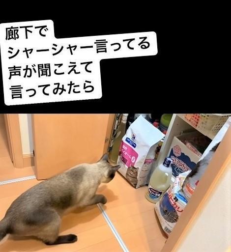 フード袋にプリントされた猫に威嚇する元野良猫の動画がInstagramで話題に（kumiさん提供、Instagramよりキャプチャ撮影）