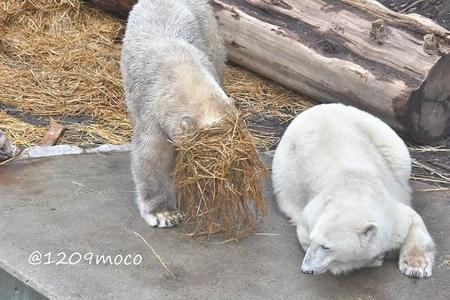 ワラフブキと怪しい気配を察するユキ