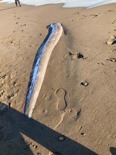 湘南海岸にリュウグウノツカイ現る　深海からの珍客は地震の予兆？